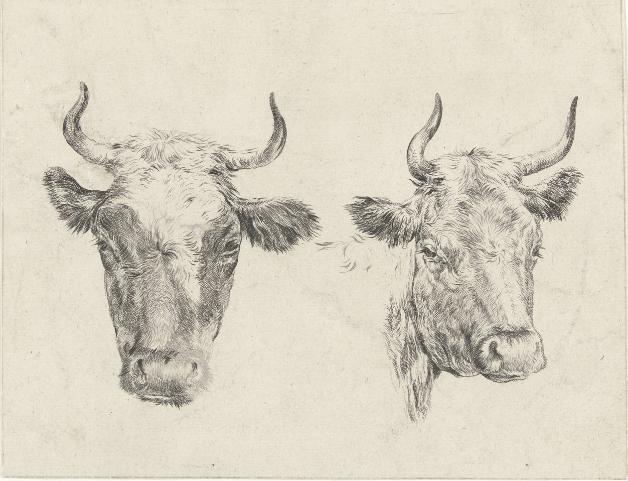 Deux têtes de vaches - Christiaan Godfried Schutze van Houten