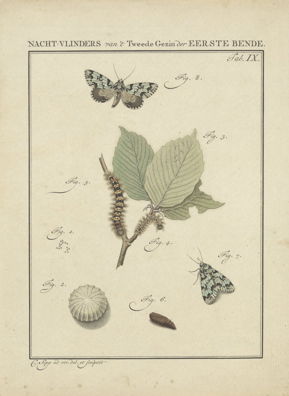 Papillons de nuit - Christiaan Sepp