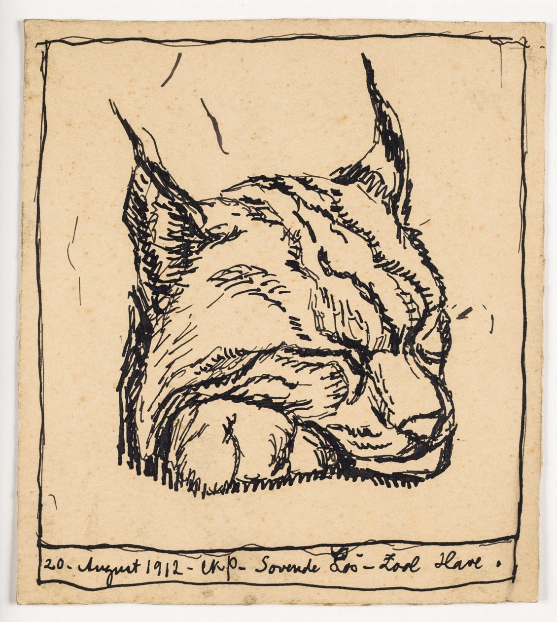 Lynx endormi - Christian Kongstad Petersen