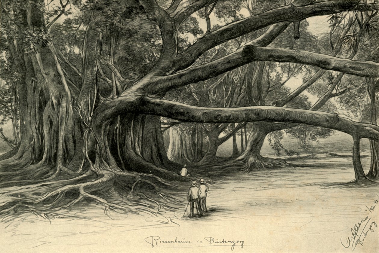 Arbres géants à Buitenzorg, Java, 1898 - Christian Wilhelm Allers