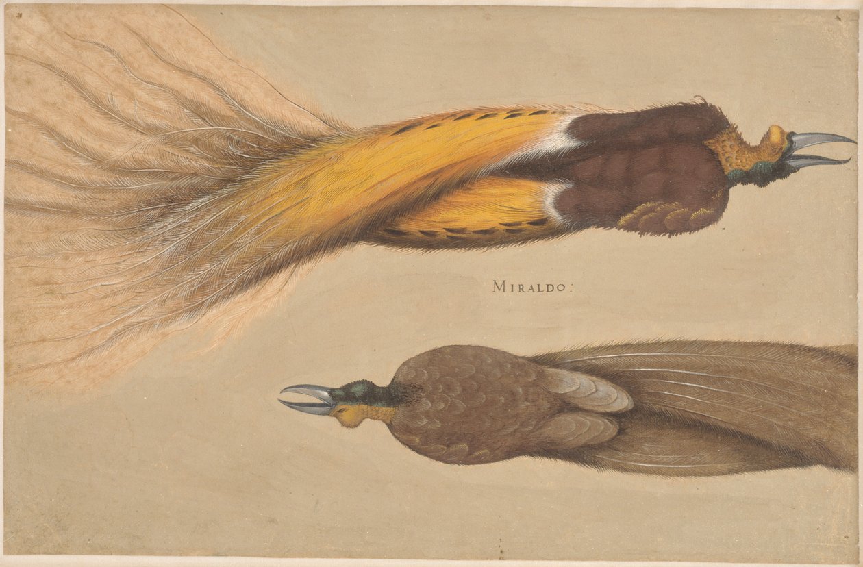 Deux oiseaux de paradis morts, un mâle et une femelle - Christoph Amberger