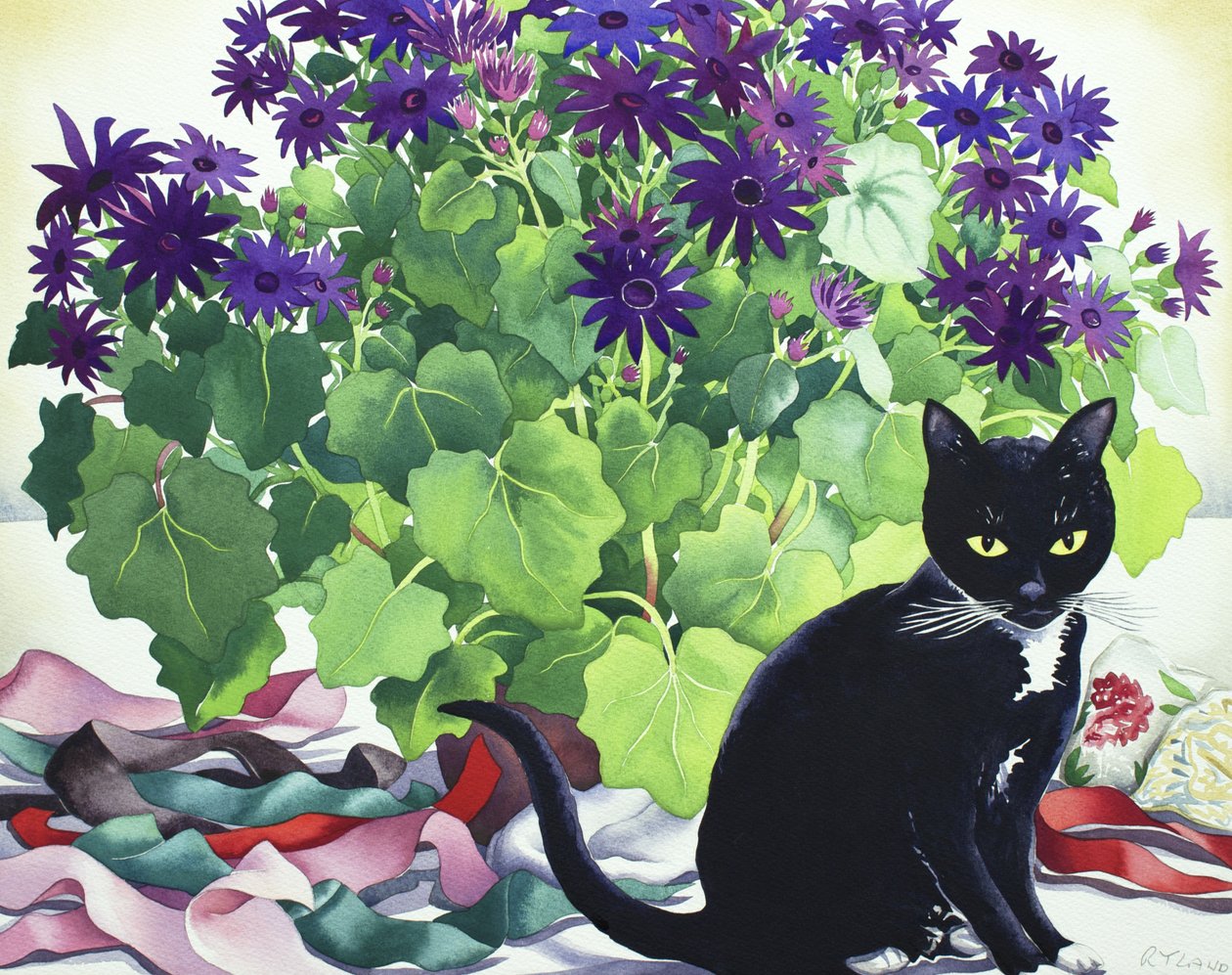 Plante Senetti et chat - Christopher Ryland