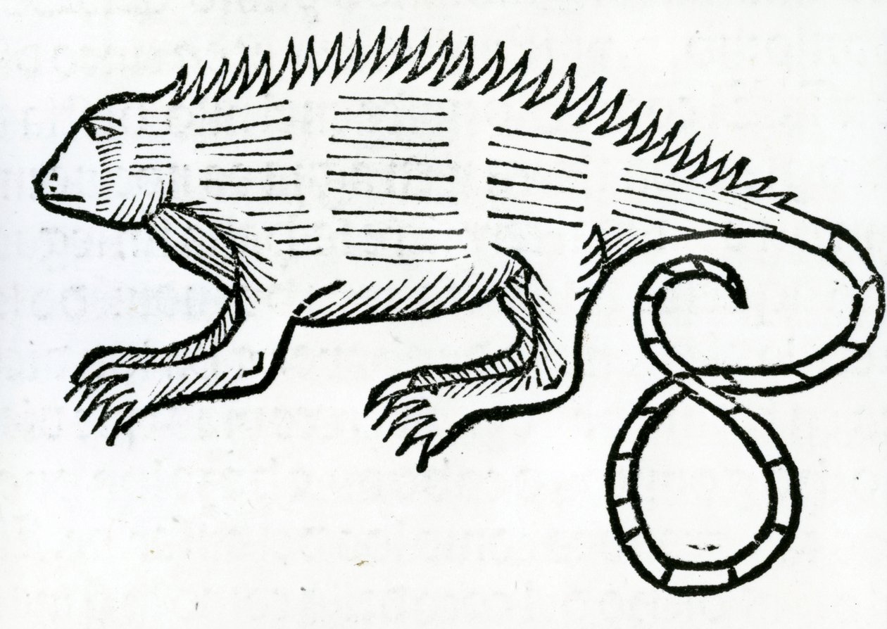 Iguane de 