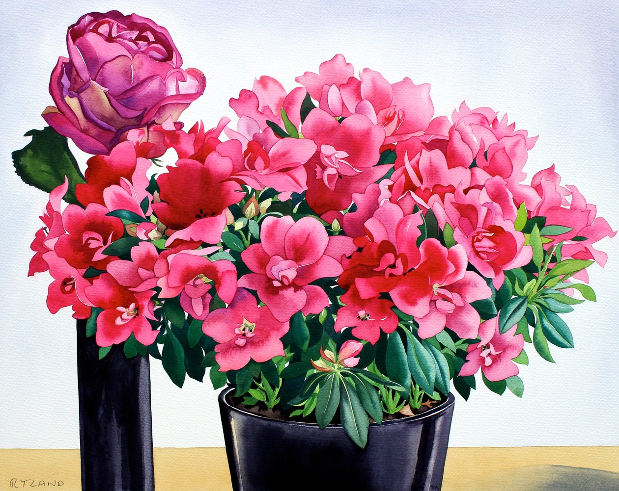 Azalée rose - Christopher Ryland