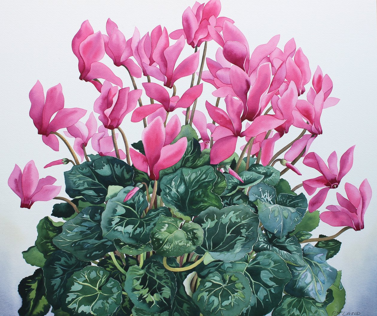 Portrait de cyclamen - Christopher Ryland