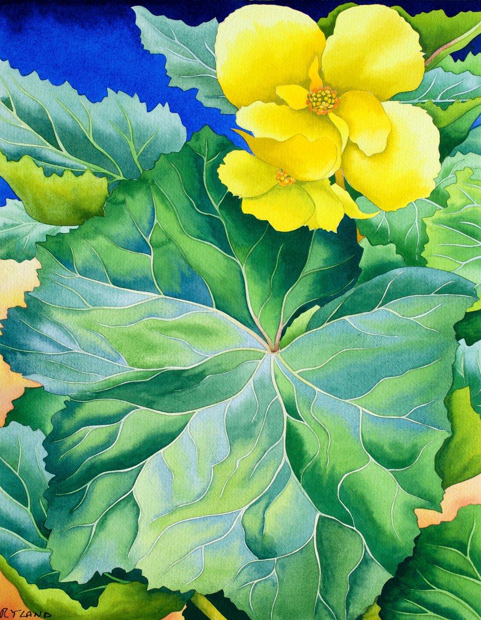 Bégonia jaune - Christopher Ryland