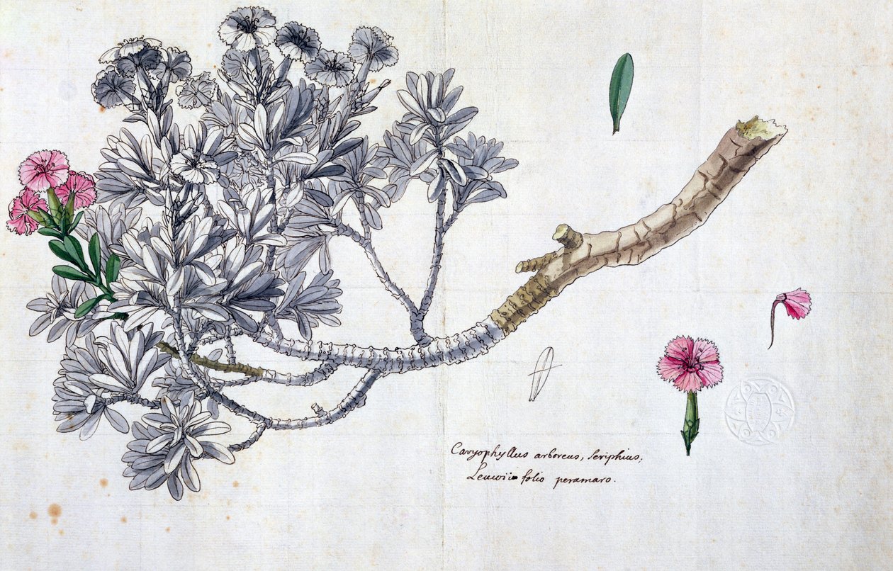 Caryophyllus Arboreus et Seriphius, d
