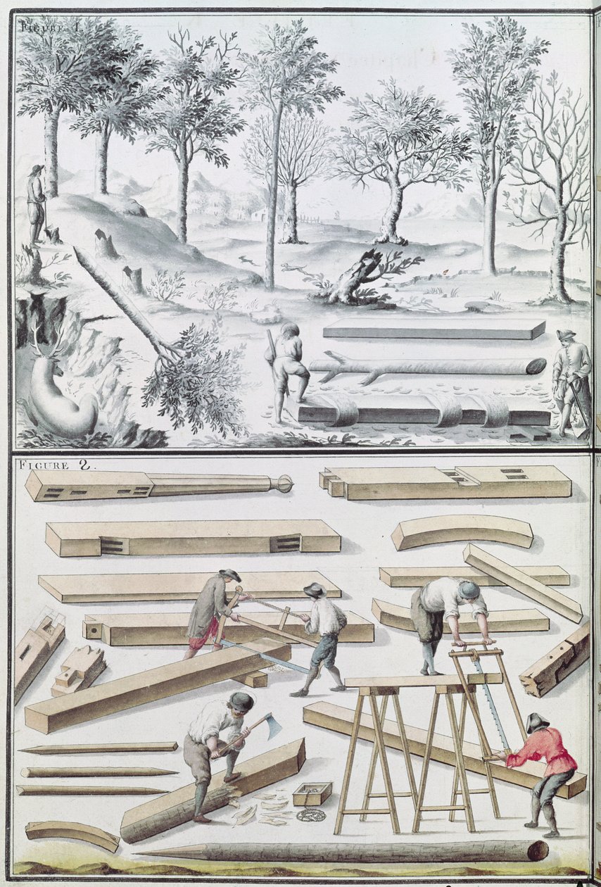 Différentes espèces d