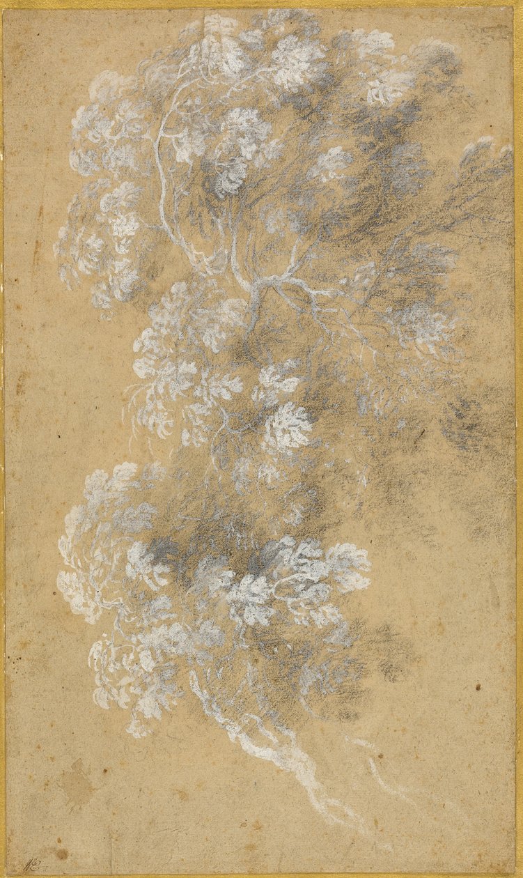Croquis du feuillage et des branches - Claude Lorrain