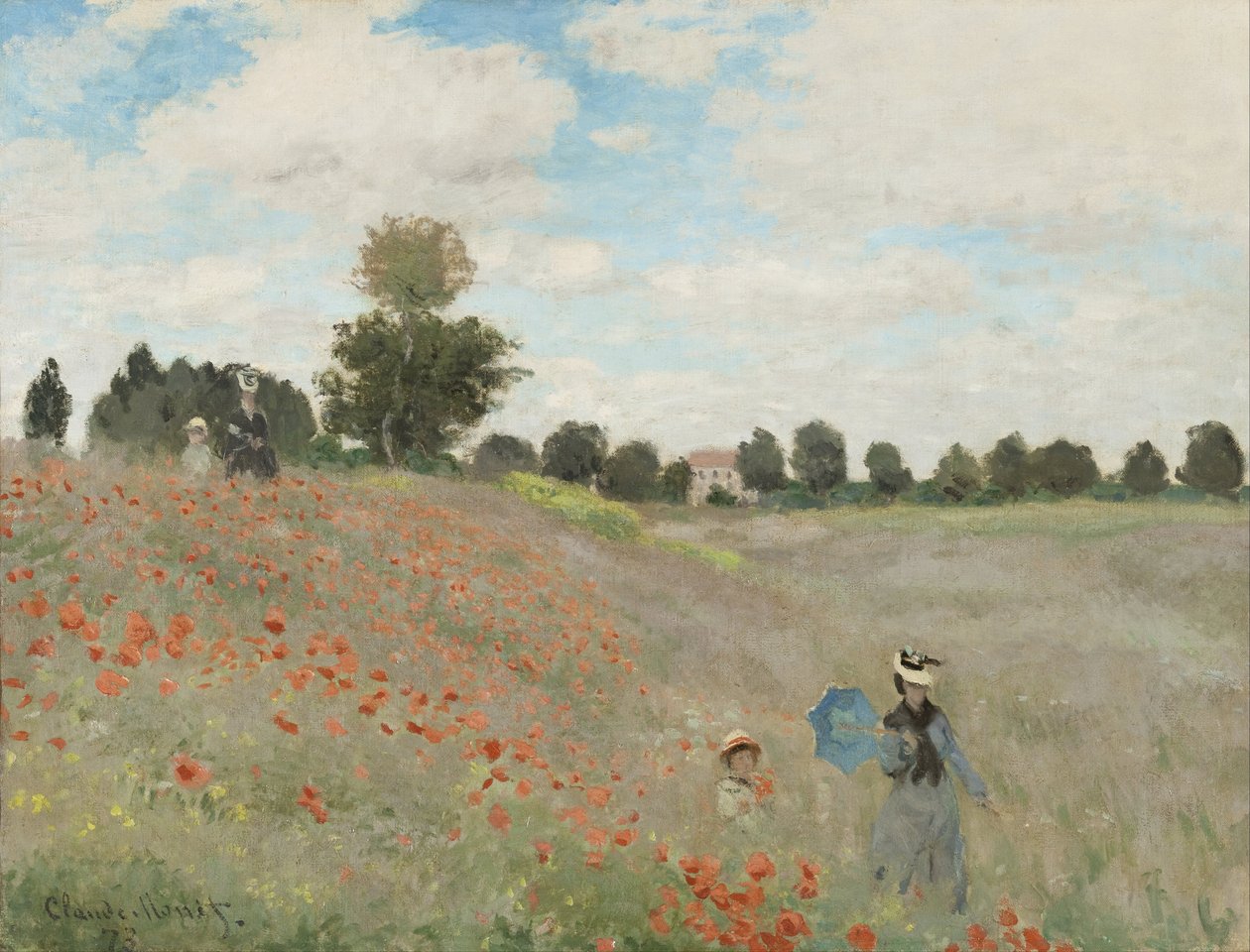 Coquelicots sauvages près d