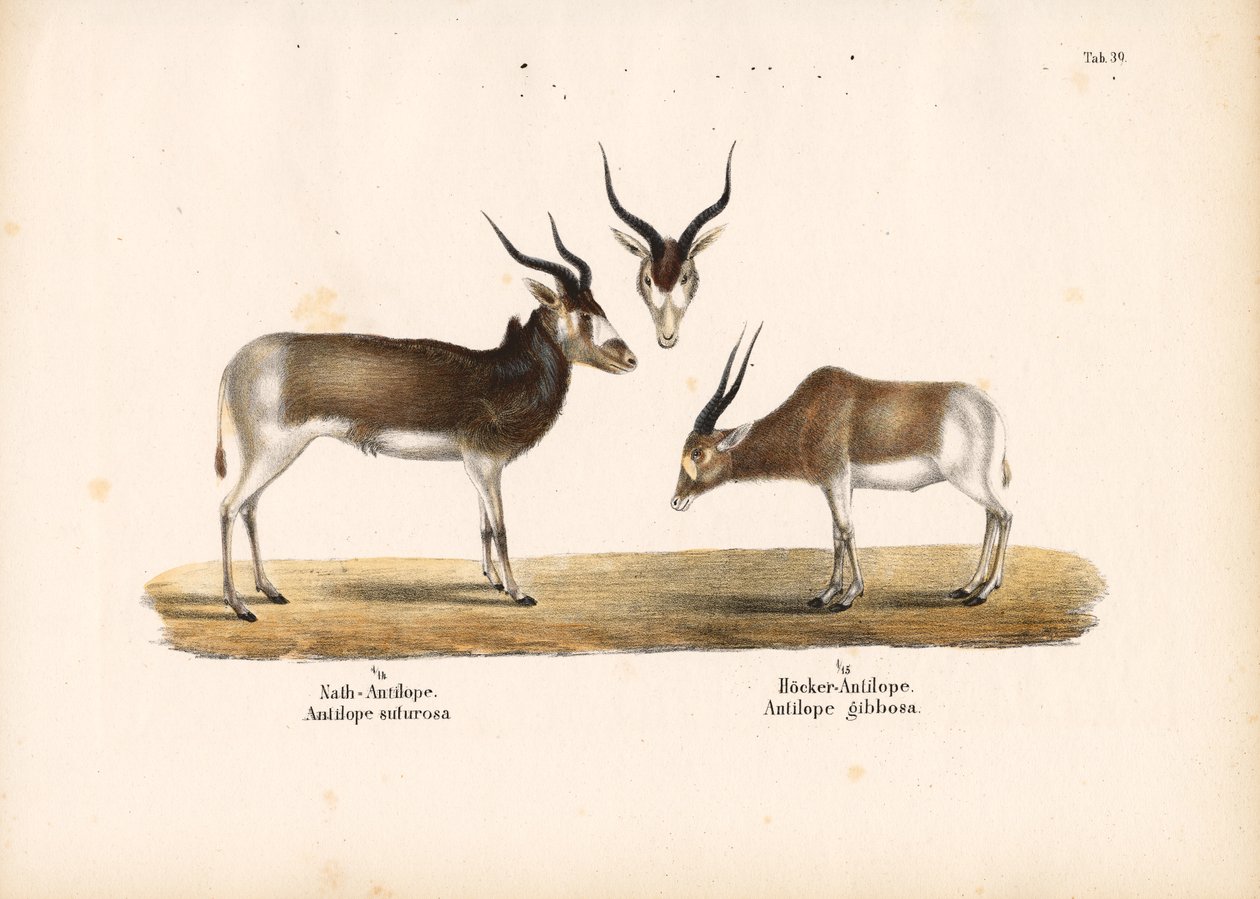 Antilopes Addax et Bontebok - Conrad Kull