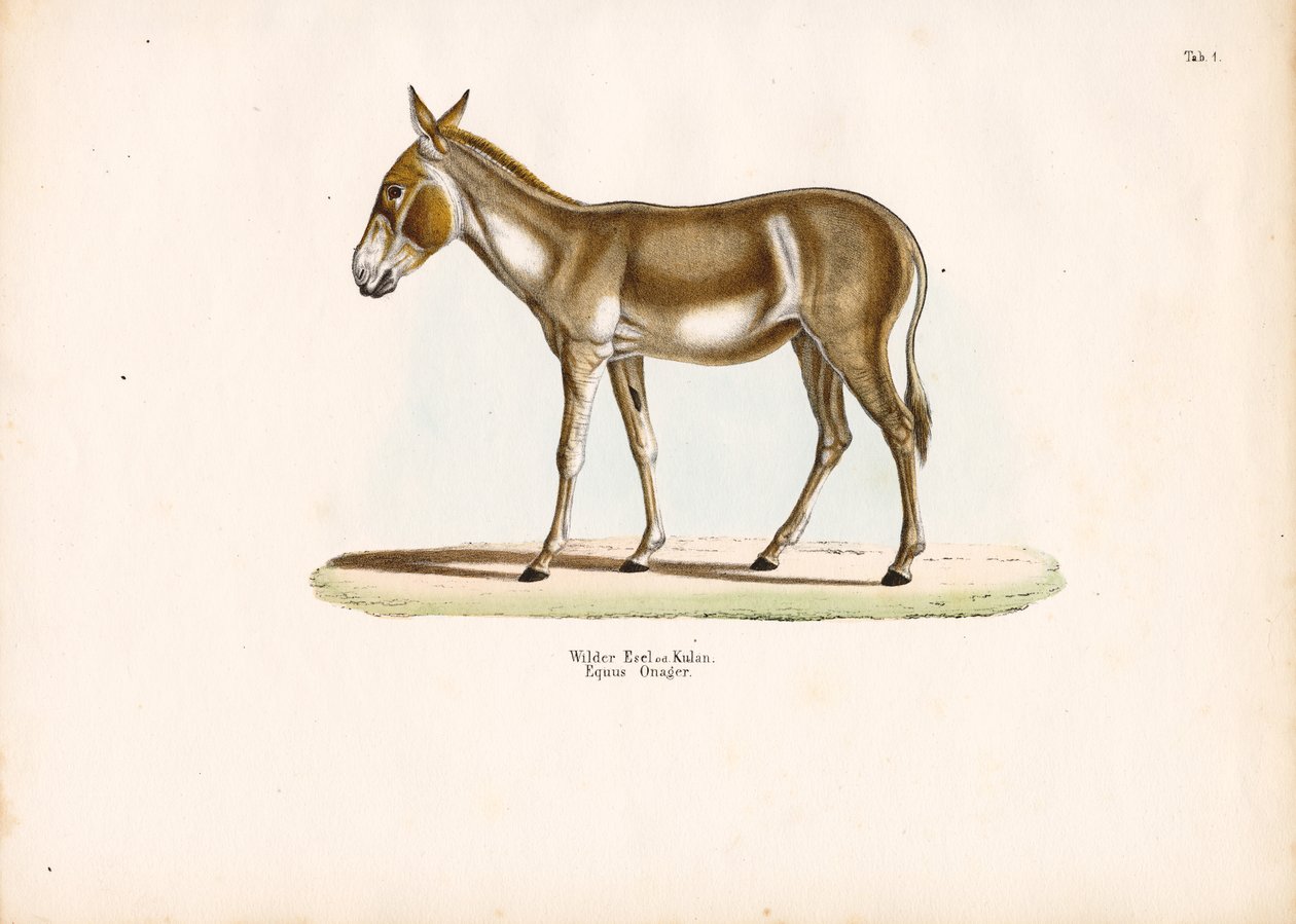Cul sauvage asiatique ou Kulan - Conrad Kull