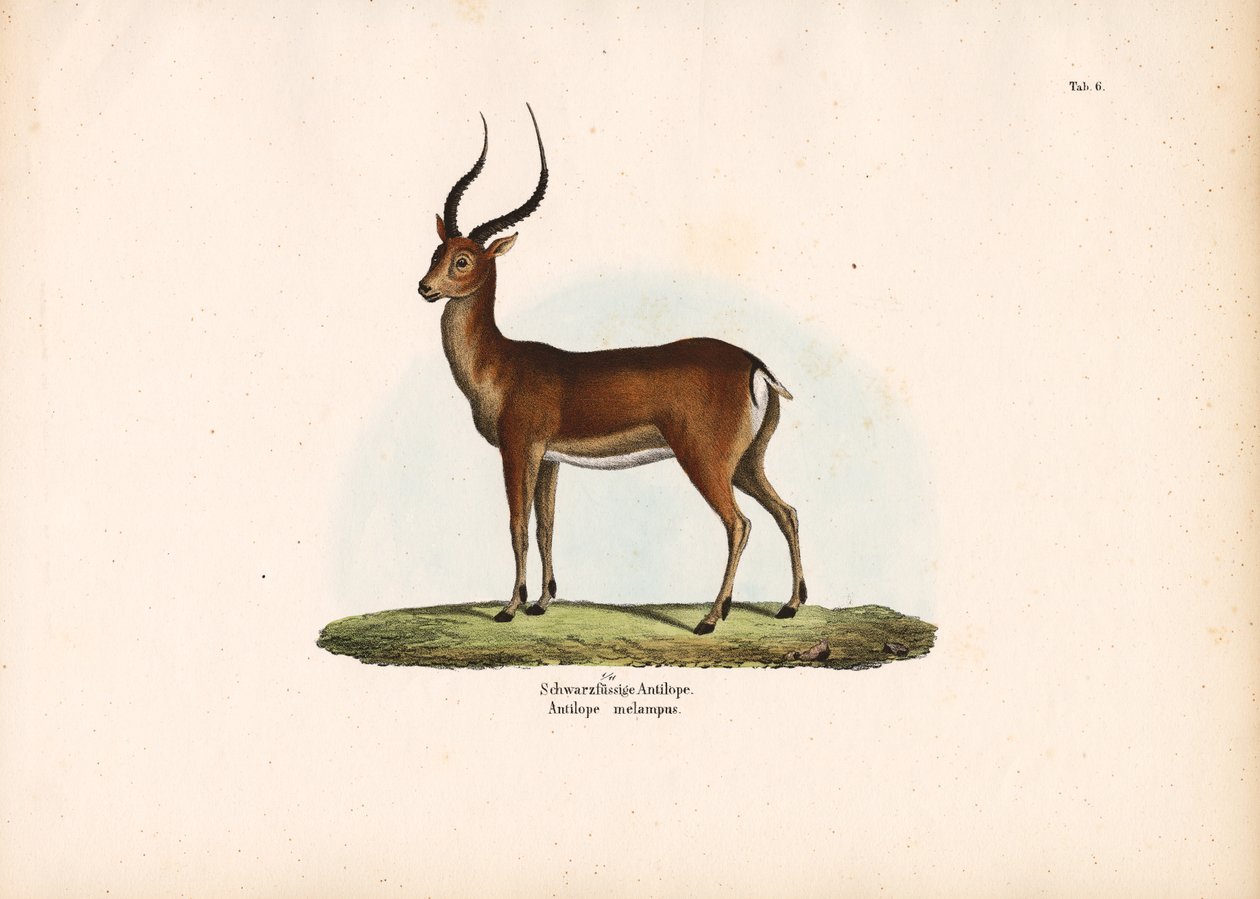 Antilope à pieds noirs - Conrad Kull