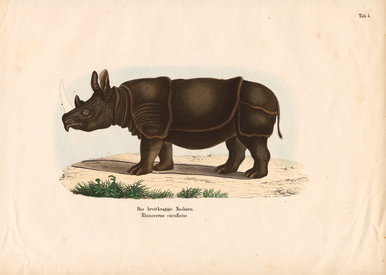 Rhinocéros noir - Conrad Kull