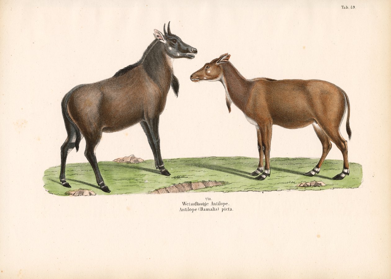 Bontebok ou Blesbok - Conrad Kull
