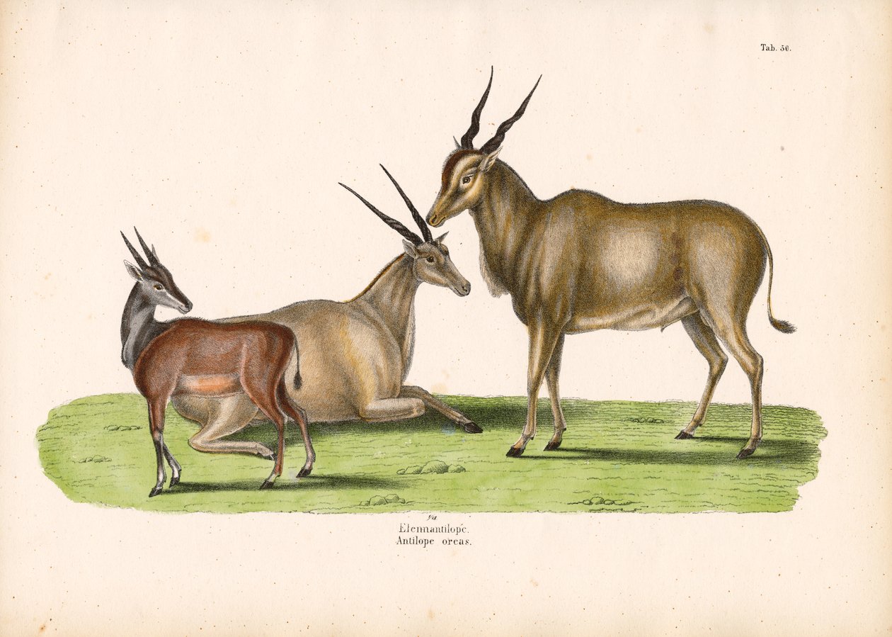 Eland commun - Conrad Kull
