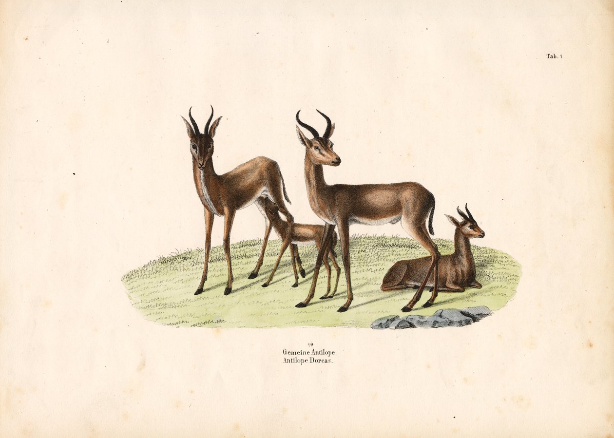 Gazelle commune dans le groupe familial - Conrad Kull