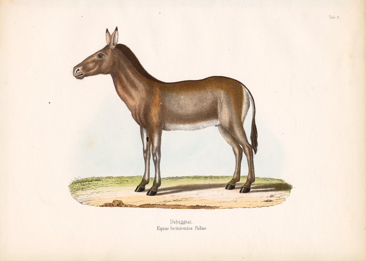 Dziggetai ou âne sauvage de Mongolie - Conrad Kull