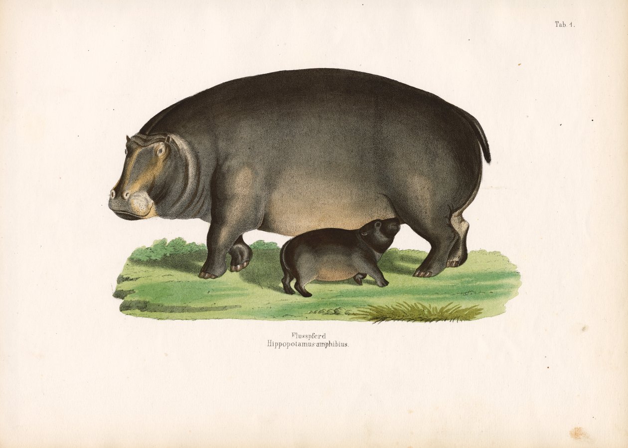 Hippopotame avec veau - Conrad Kull