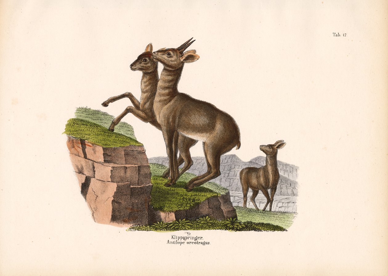 Klipspringer - Conrad Kull