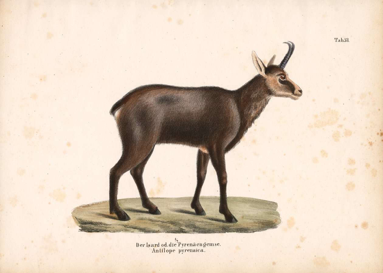 Chamois des Pyrénées ou Isard - Conrad Kull