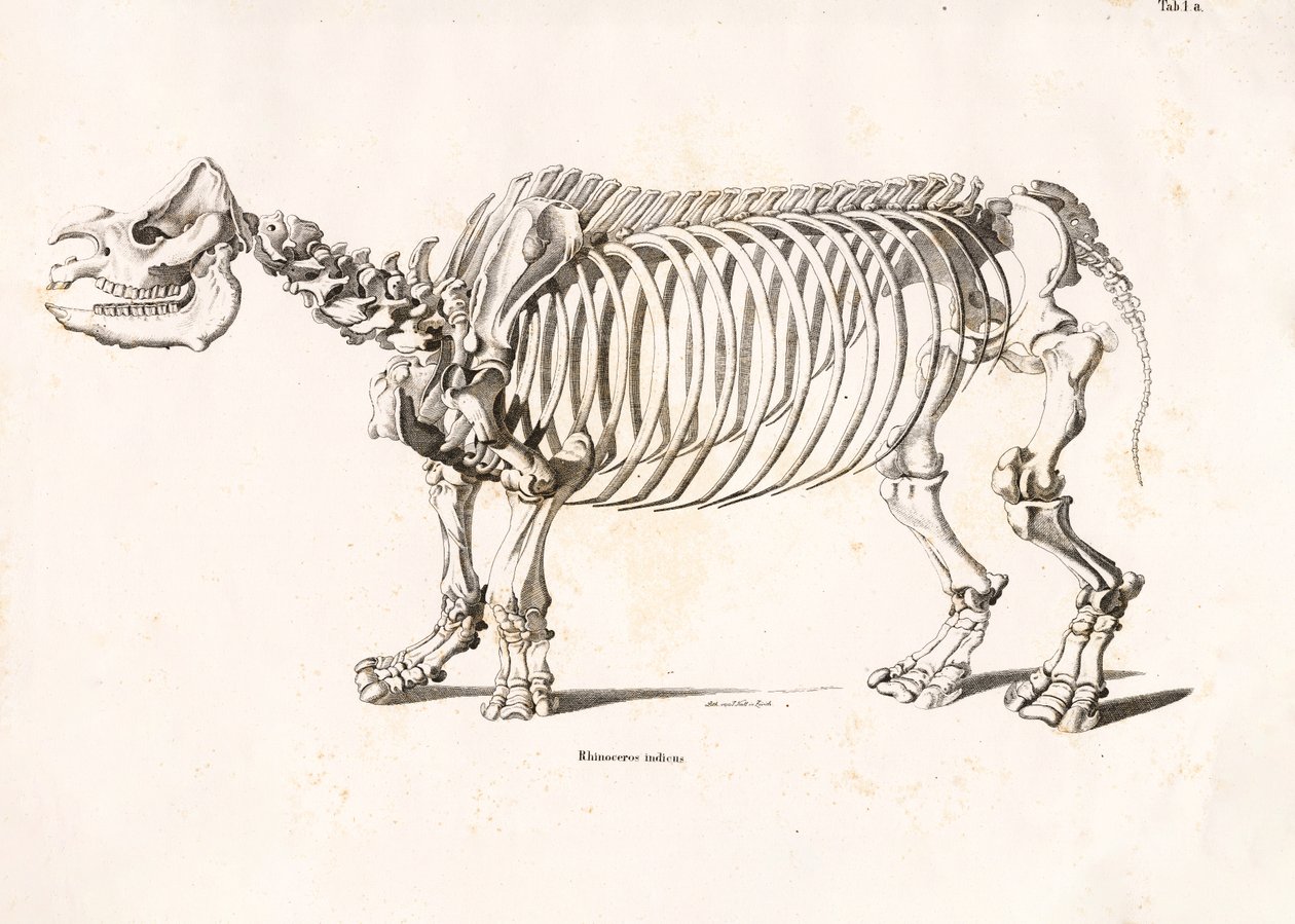 Squelette du rhinocéros indien - Conrad Kull