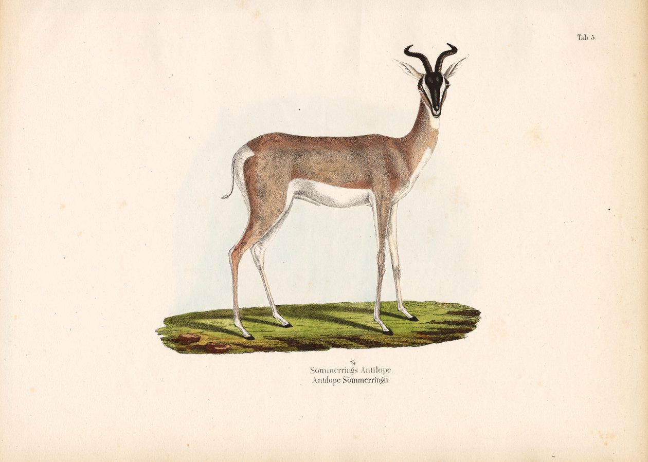Gazelle de Soemmerring - Conrad Kull