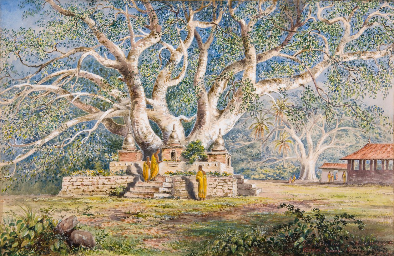 Arbre sacré Bo au lieu de sépulture des reines de Kandy - Constance Frederica Gordon-Cumming