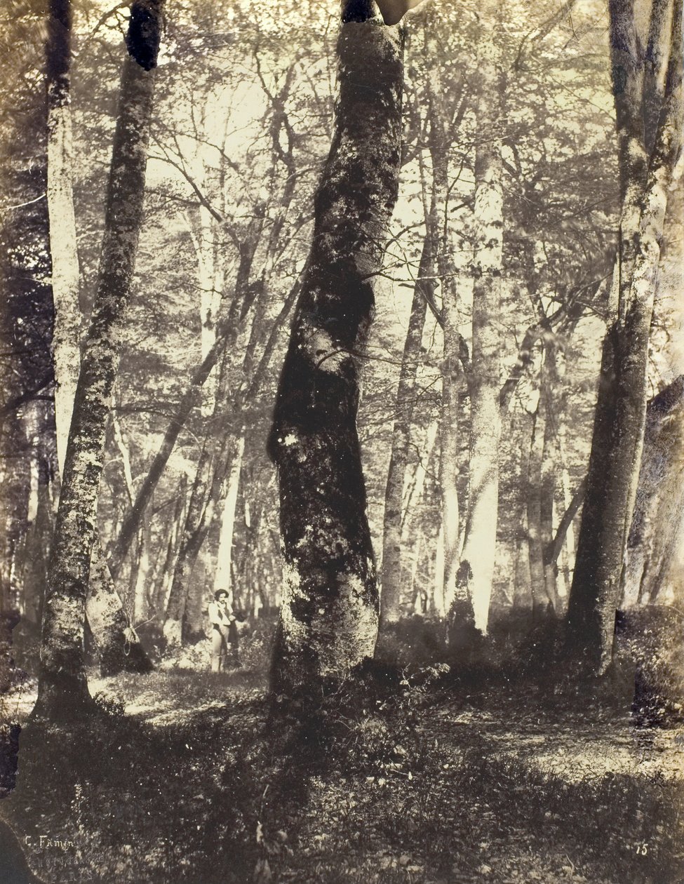 Étude dans la forêt de Barbizon, 1860-69 - Constant Alexandre Famin