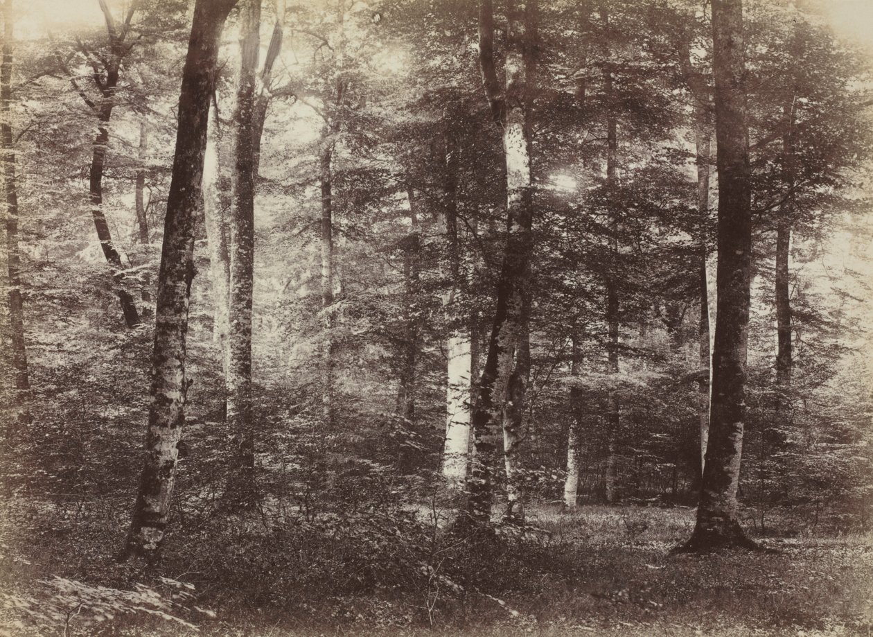 Sans titre La forêt de Fontainebleau, c. 1874 - Constant Alexandre Famin