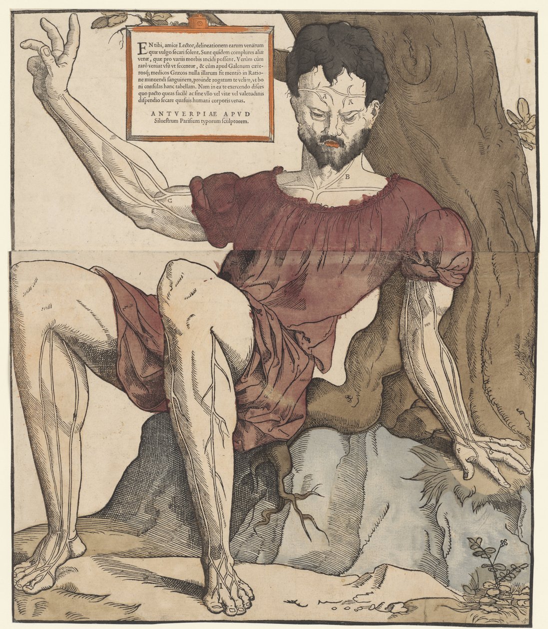 Les veines du corps humain - Cornelis Anthonisz.