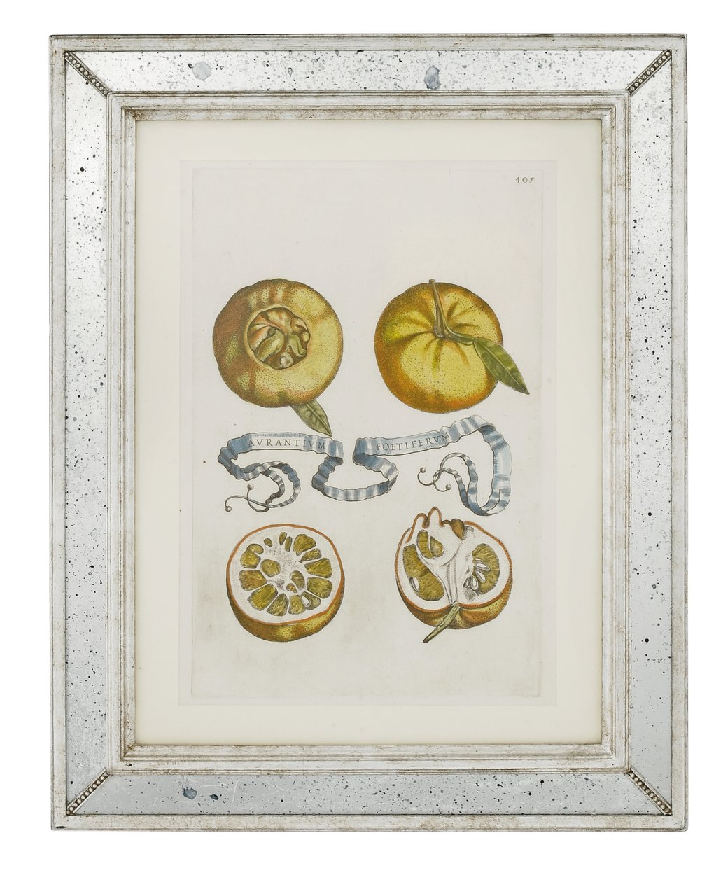 Oranges, planche 405 de "Hesperides sive de Malorum Aureorum Cultura et Usu Libri Quatuor" par Giovanni Battista Ferrari, 1646 - Cornelis Bloemaert