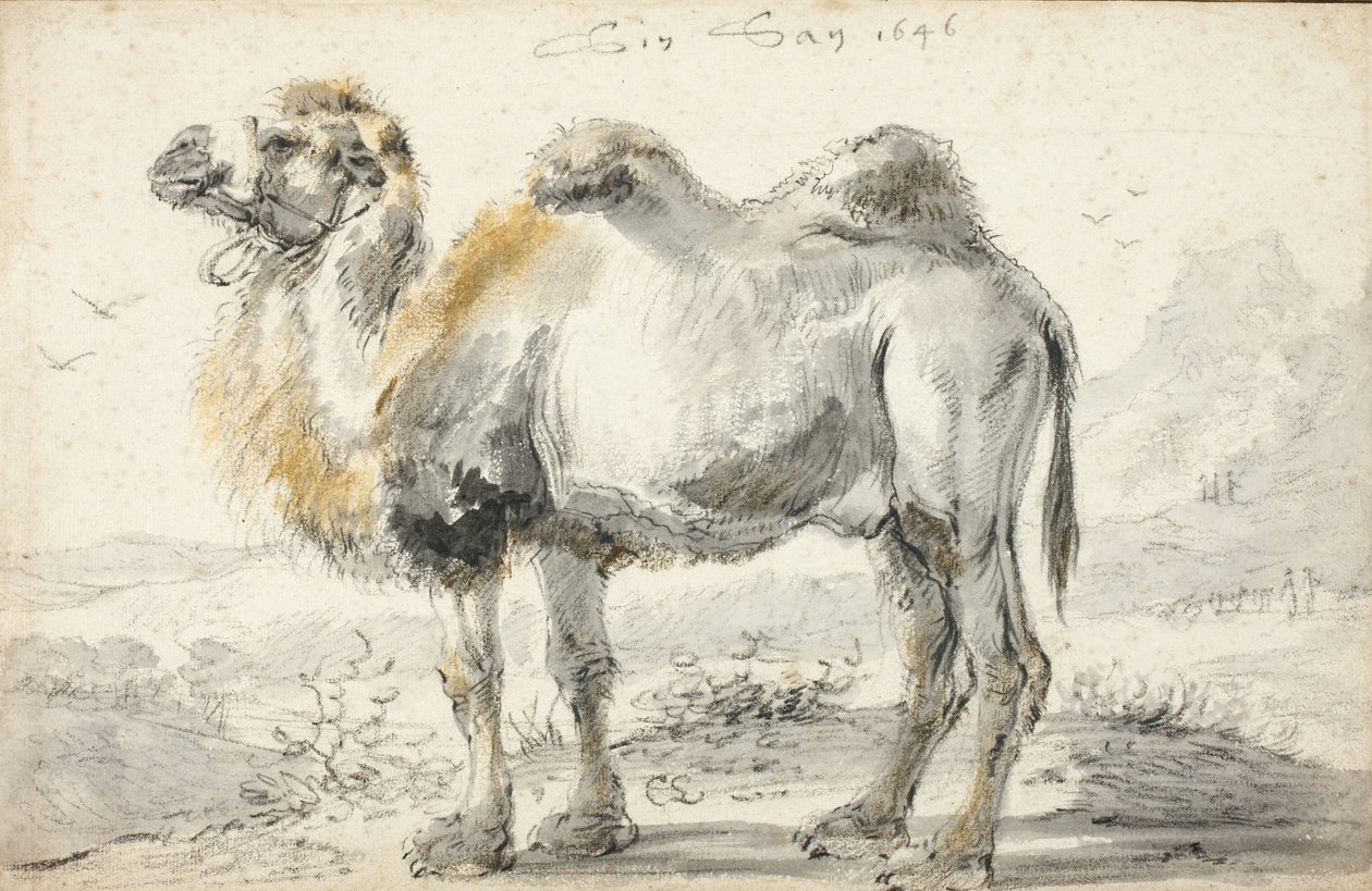 Un chameau - Cornelis Saftleven