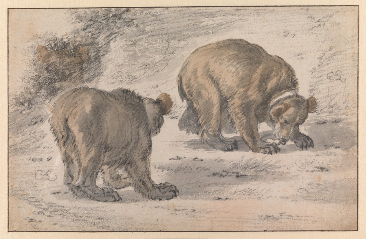 Un ours dans différentes poses - Cornelis Saftleven