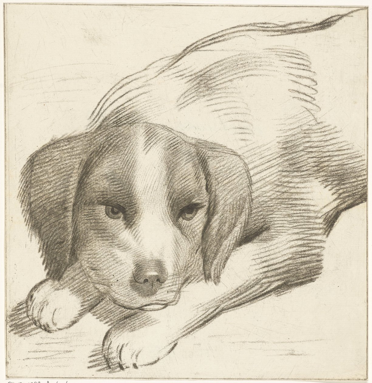 Chien couché - Cornelis van Noorde