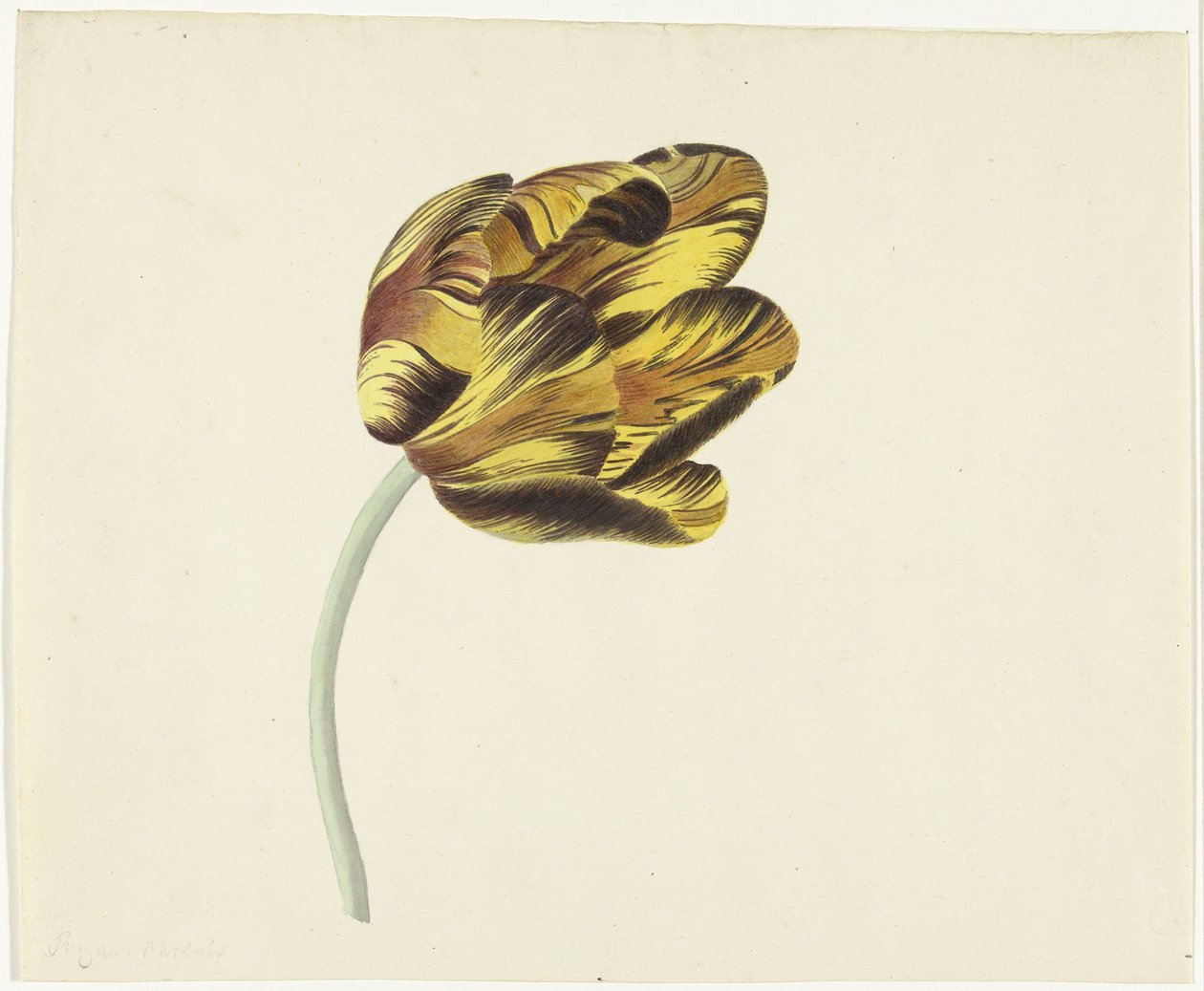 Tulipe nommée Bizard Phoenix - Cornelis van Noorde
