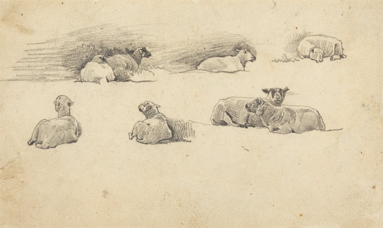 Étude de moutons - Cornelius Varley