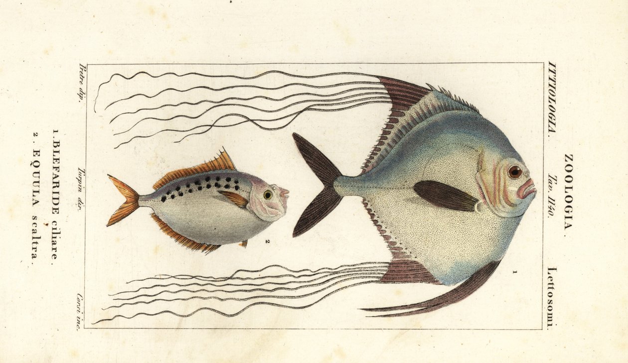 Carangue africaine, Alectis ciliaris, Blepharis ciliaris, Blefaride ciliare 1 et poisson-poney, Poulain ruse, Leiognathus equulus 2 - Corsi Corsi
