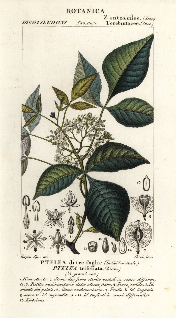 Ptélea trifoliée, Ptelea trifoliata, Ptelea di tre foglie - Corsi Corsi