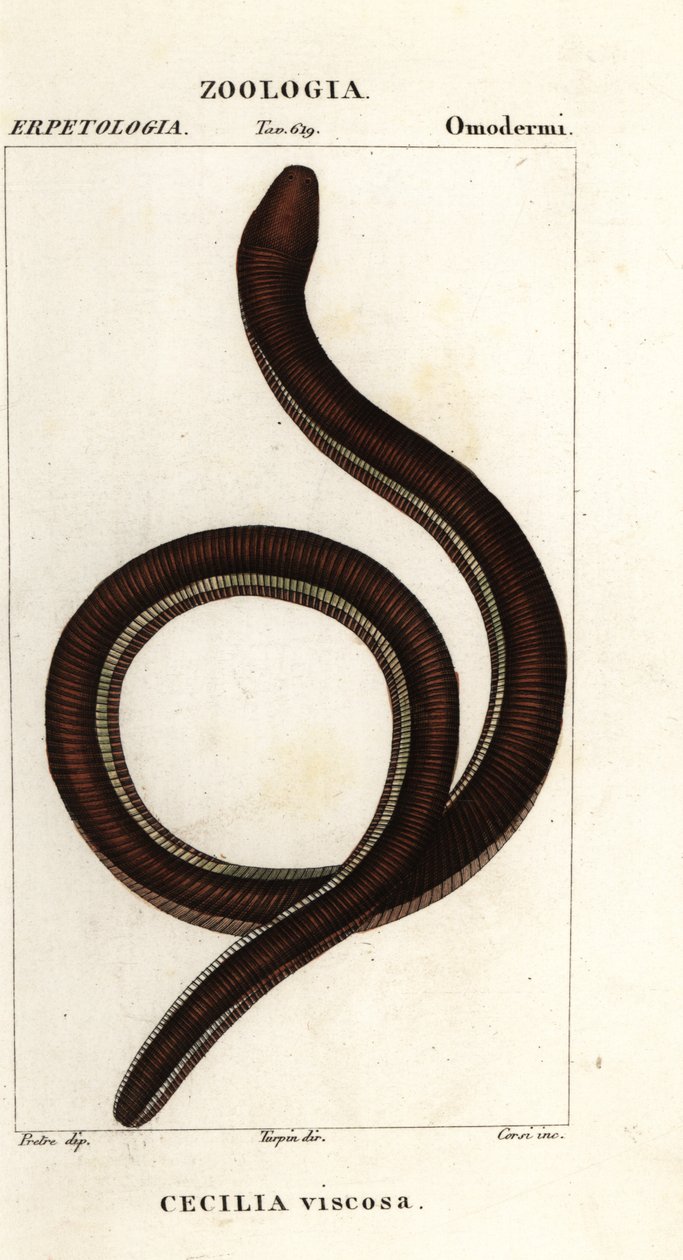 Cécilie à bandes jaunes, Ichthyophis glutinosus - Corsi Corsi