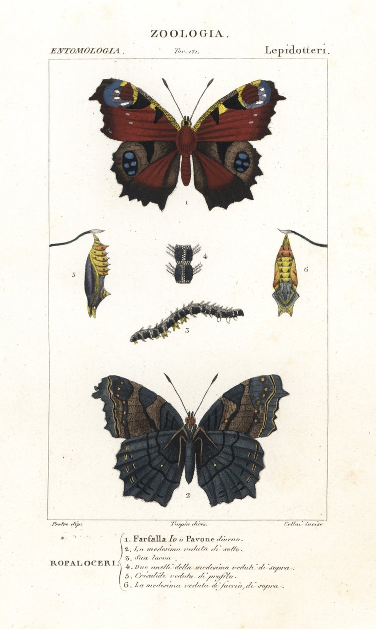 Paon du jour, Aglais io - Corsi Corsi