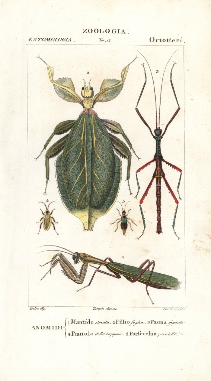 Mante, insecte feuille, insecte bâton, etc. - Corsi Corsi