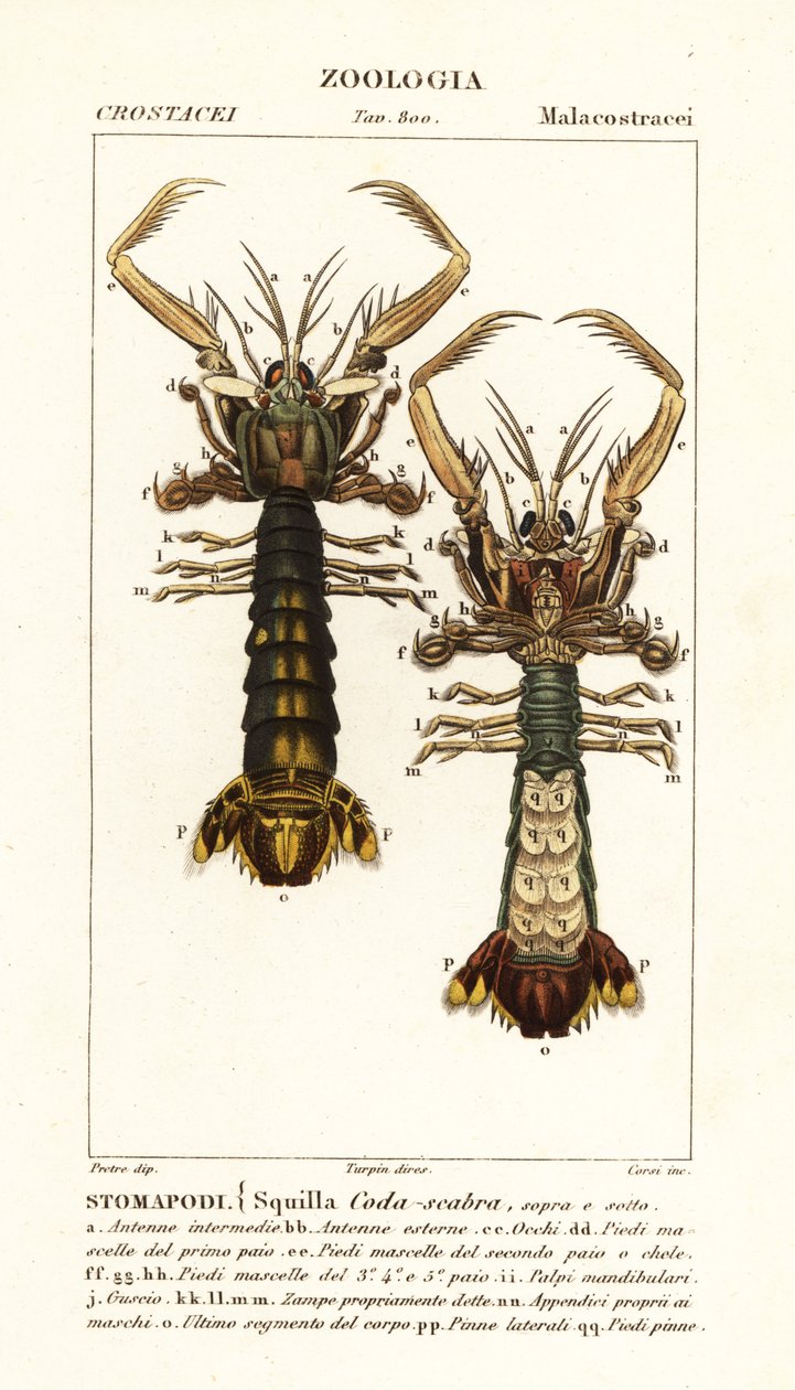Crevette mante, Lysiosquilla scabricauda - Corsi Corsi