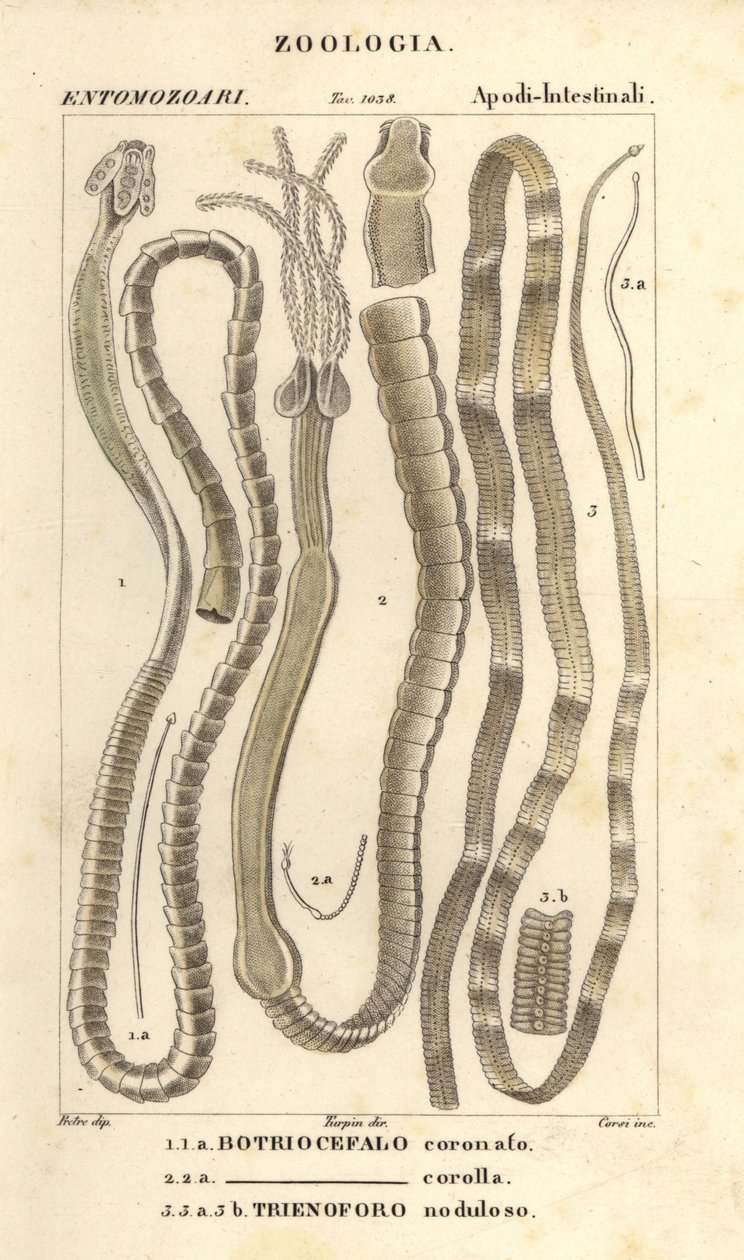 Vers parasites et ténias, Bothriocephalus coronatus 1, Bothriocephalus corolla 2, et ténia du brochet, Triaenophorus nodulosus 3 - Corsi Corsi