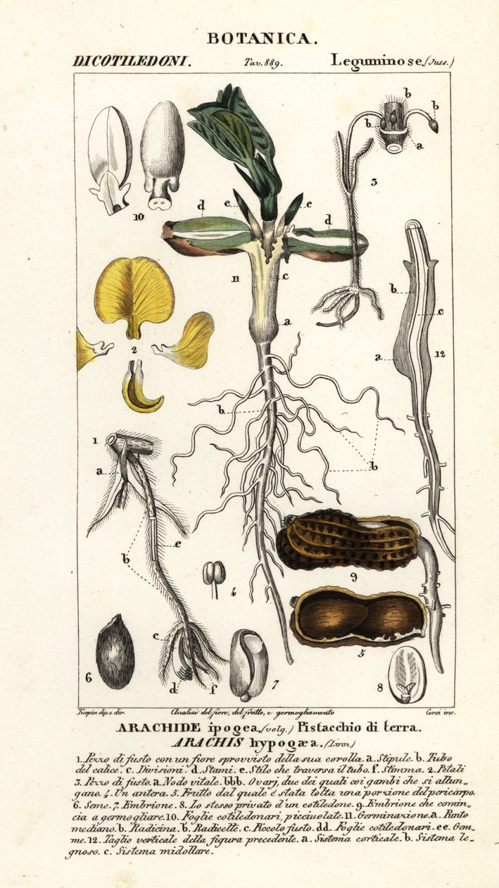 Arachide ou cacahuète, Arachis hypogaea - Corsi Corsi