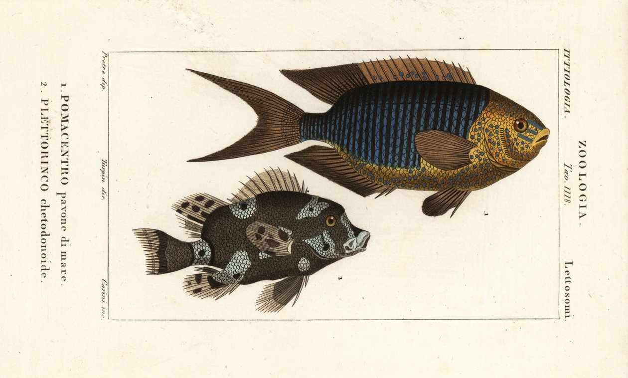Demoiselle saphir, Pomacentrus pavo, pavone di mare 1, et labre arlequin, Plectorhinchus chaetodonoides, Plettorinco chetodonoides 2 - Corsi Corsi