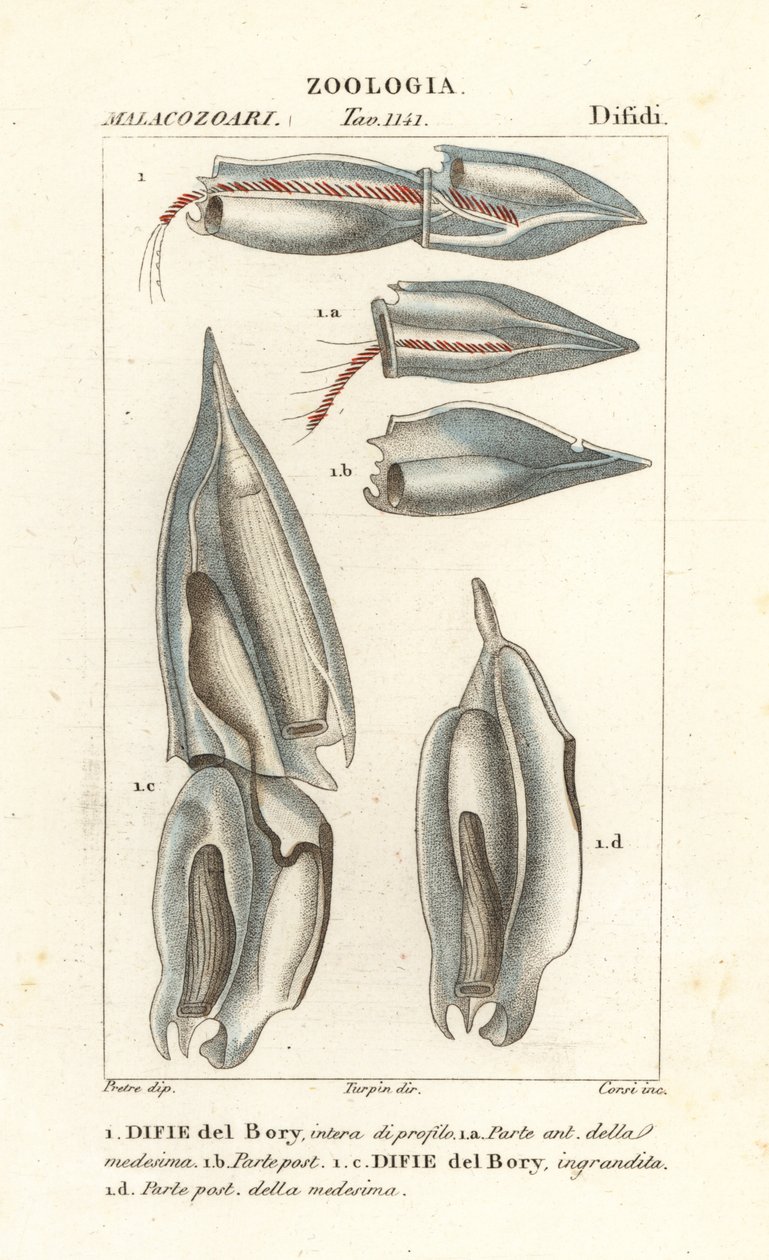 Siphonophores, Diphyes dispar, Diphyes boryi, Difie del Bory - Corsi Corsi