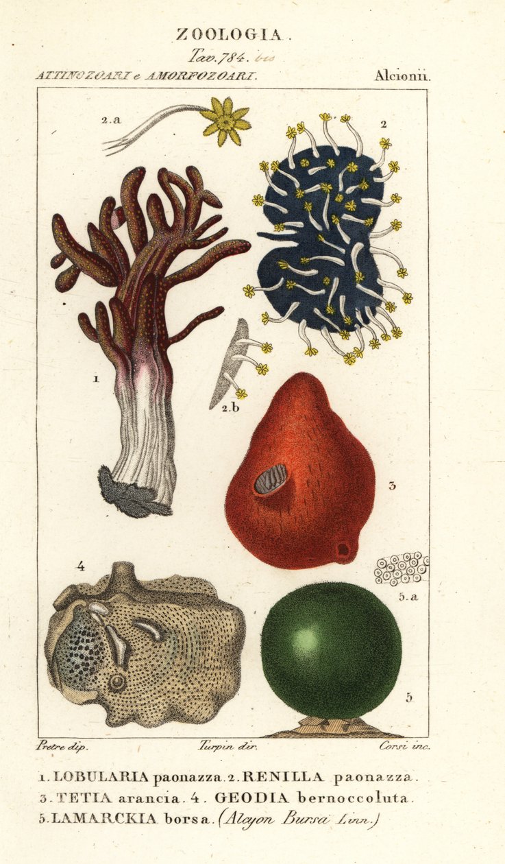 Espèces d