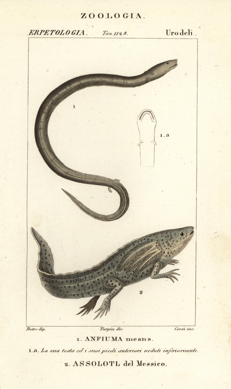 Amphiume à deux doigts, Amphiuma means, Anfiuma means 1, et axolotl ou poisson marcheur mexicain en danger critique, Ambystoma mexicanum, Assolotl del Messico 2 - Corsi Corsi