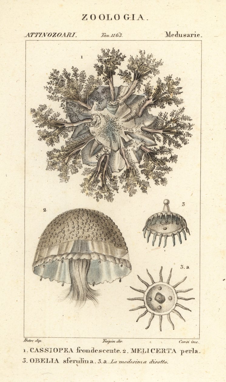 Méduse à l